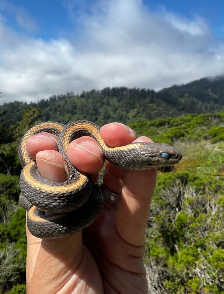 Santa Cruz Garter Snake